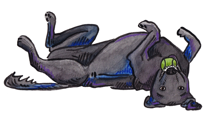 an illustration of a black lab, rolled playfully on his back with a tennis ball in his mouth