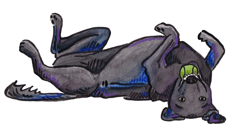 Basil with ball © Gracie H Vandiver an illustration of a black lab, rolled playfully on his back with a tennis ball in his mouth